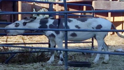Donkey Has Choice Words For Visitor
