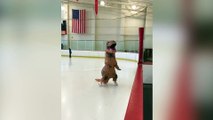 Un Tyranosaurio haciendo patinaje artístico sobre hielo
