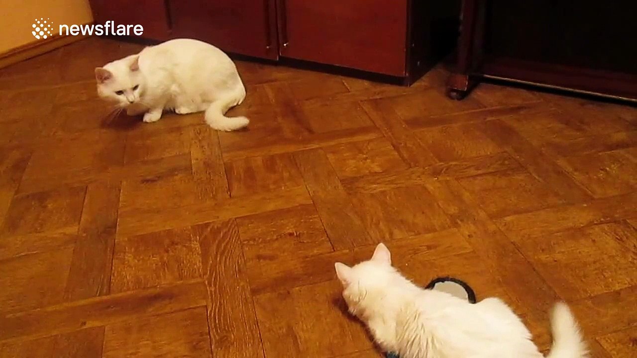 Two cats embroiled in turf war over slipper