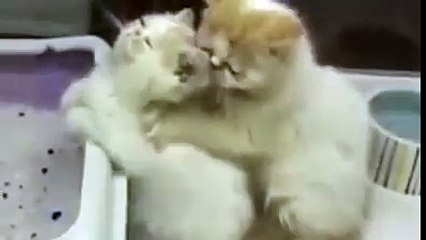 Kocasına Masaj yapan Kedi..