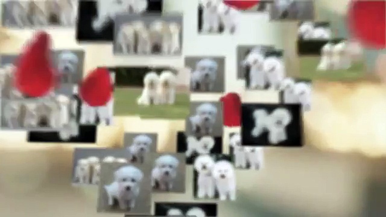 Bichon Frise Crate Training