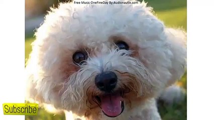 Bichon Frise Puppies