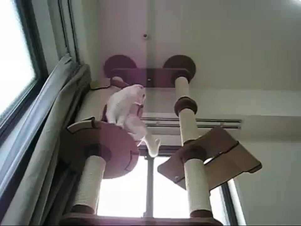 Белый кот прикольно прыгает