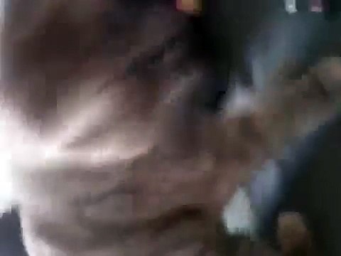 Кот высовывает язык и дишит как собака КЛАССНЫЙ ПРИКОЛ С КОТОМ