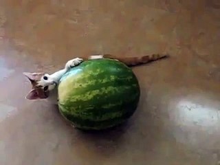 Кот играет с арбузом