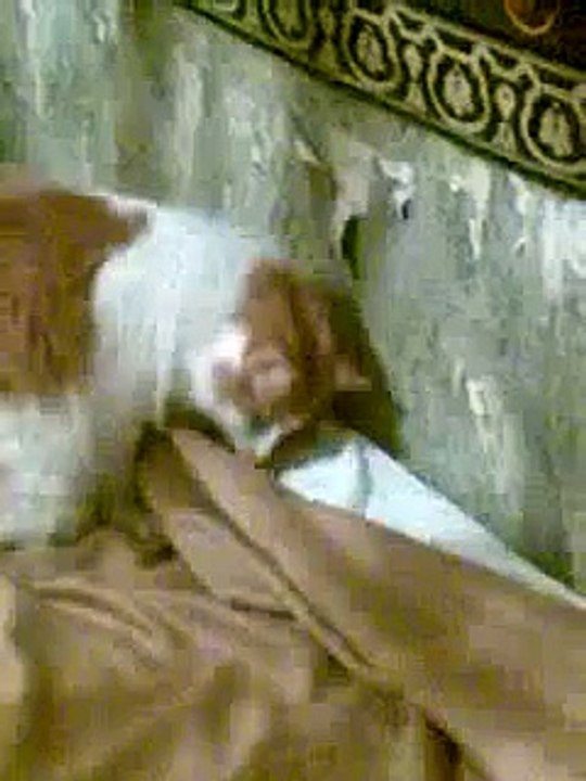 Кот клеит обои