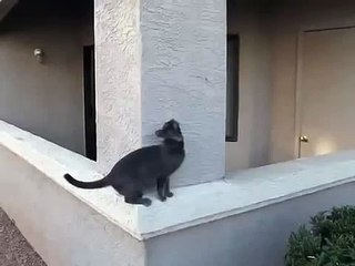 Кот лезет по отвесной стене!