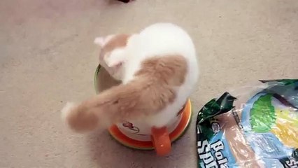 Кот любит спать в чашке ПРИКОЛ