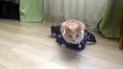 Кот на скользком полу ПРИКОЛ