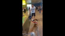 Après 3 ans d'absence un chien retrouve son maître