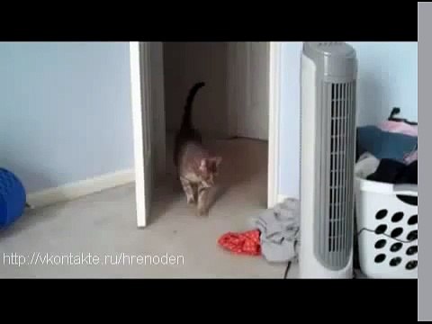 Кот очень испугался, аж подпрыгнул ПРИКОЛ ПРО КОТА