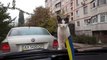 Кот очень круто испугался дворников в машине ПРИКОЛ