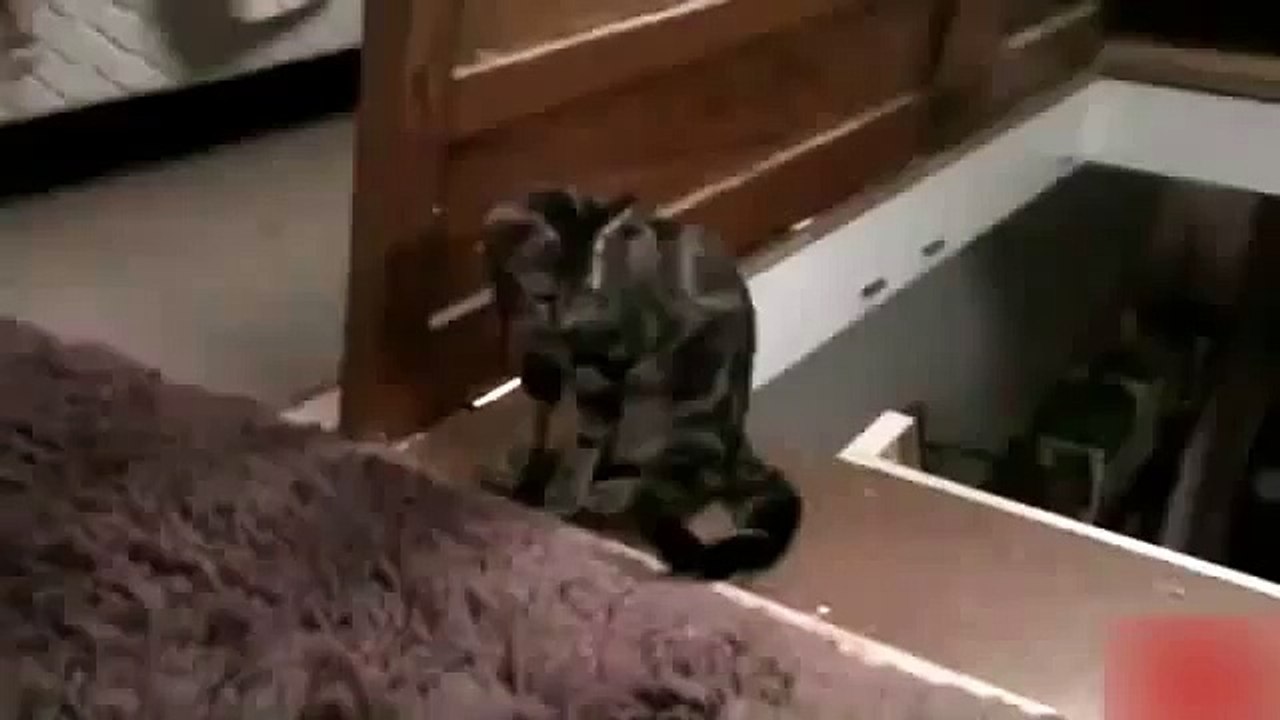 Кот подъебщик СМОТРЕТЬ ВСЕМ ОБЯЗАТЕЛЬНО КЛАССНЫЙ ПРИКОЛ ПРО КОТОВ