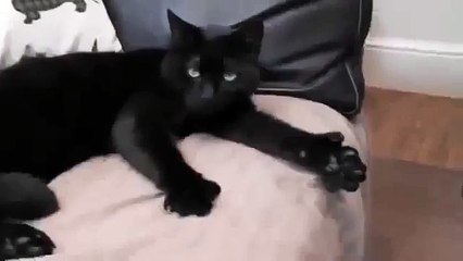 Кот показует КЛАСС на пальцах, ловите лайки от кота