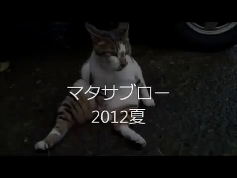 Кот прикольно сидит на жопе, а потом резко падает