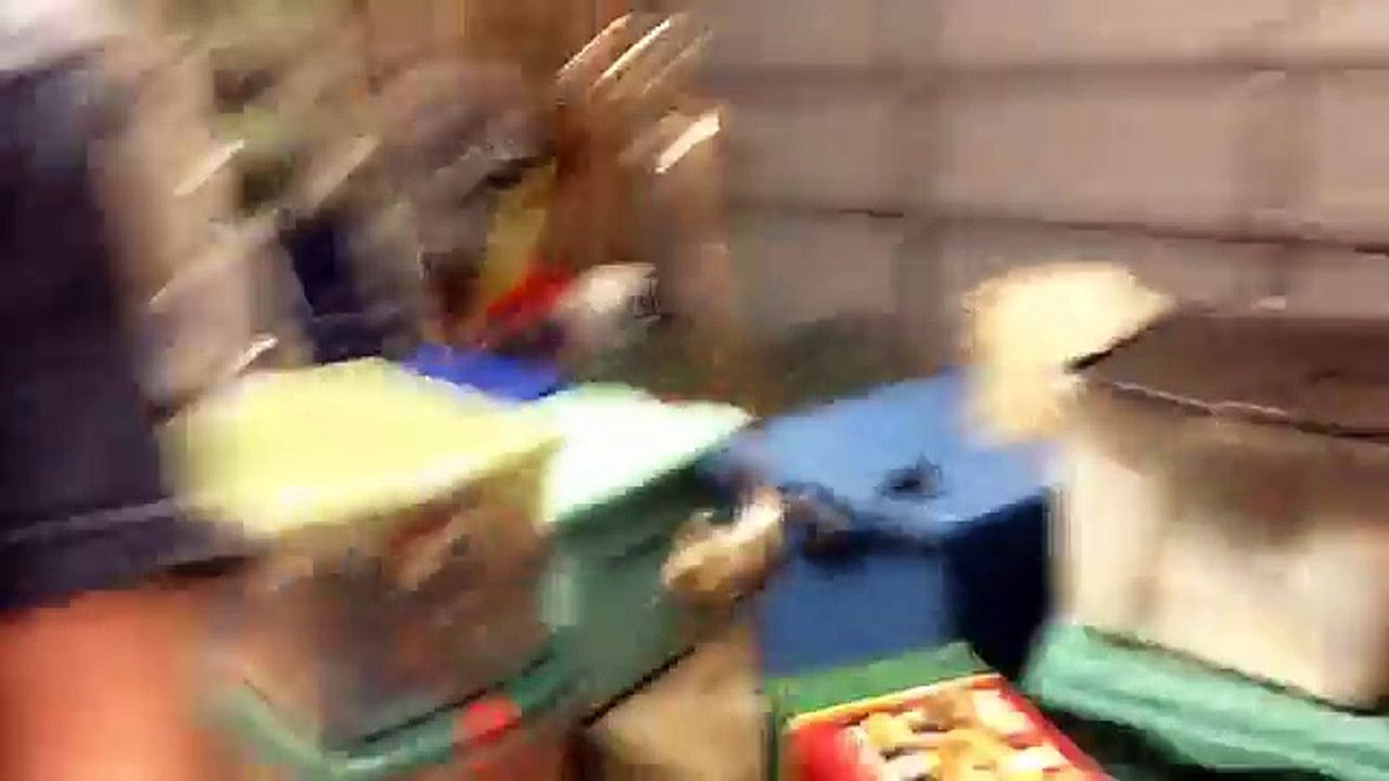 Tai Lopez Parody