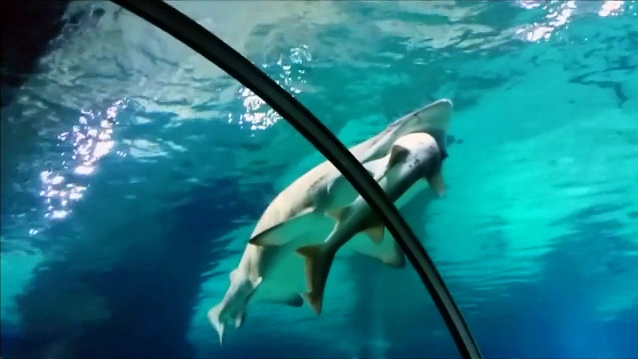 Big Shark eats small shark