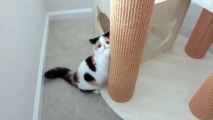 Гипер активный прикольный кот