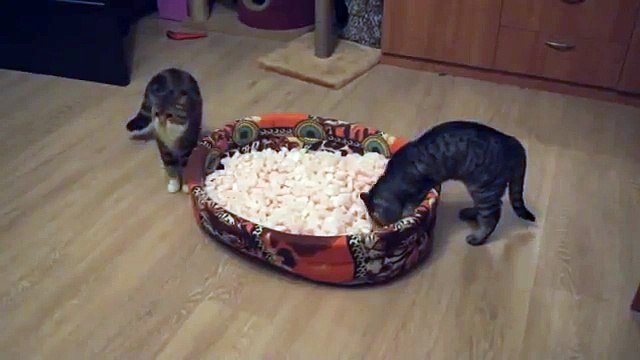 Два кота купаются в кукурузных палочках