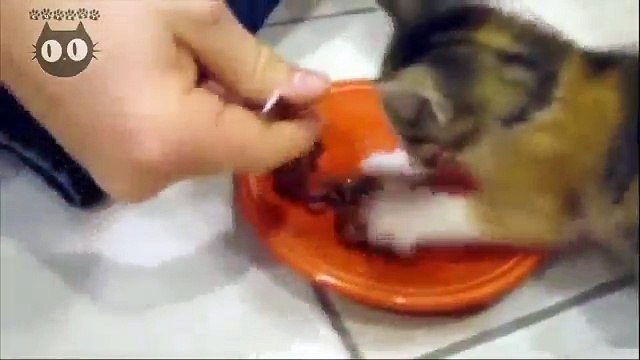 Ovo mače spremno je na sve, kako bi odbranilo svoj obrok... Ovo je za VRIŠTANJE!