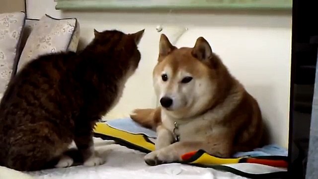 Кот и собака тупят друг на друга