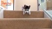 Cute Puppy Dogs tring to go down the Stairs are Hilarious
