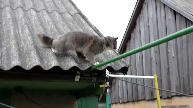 Кот не может слезть с крыши. Классный прикол про кота