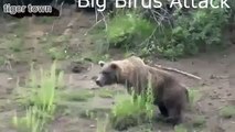 When Crazy Animals Attack Big Birds Attack  Best Funny Animals   YouTube
