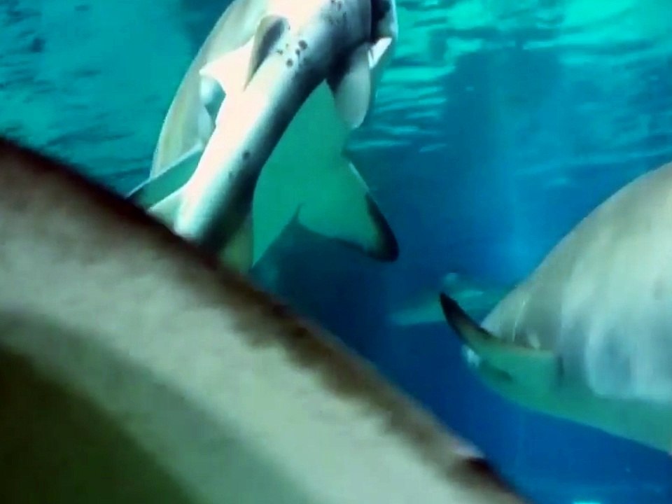 Un requin en mange un autre dans un aquarium