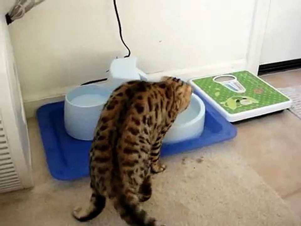 Бенгальский кот играет с водой