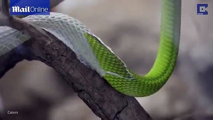 Fascinating video shows green snake ssslipping out of old skin _ Daily Mail Online