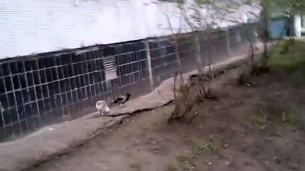 Ворон пытается побить кота
