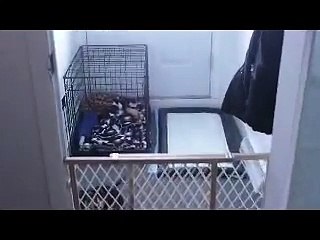 Pixie crate rest therapy  method 14 days