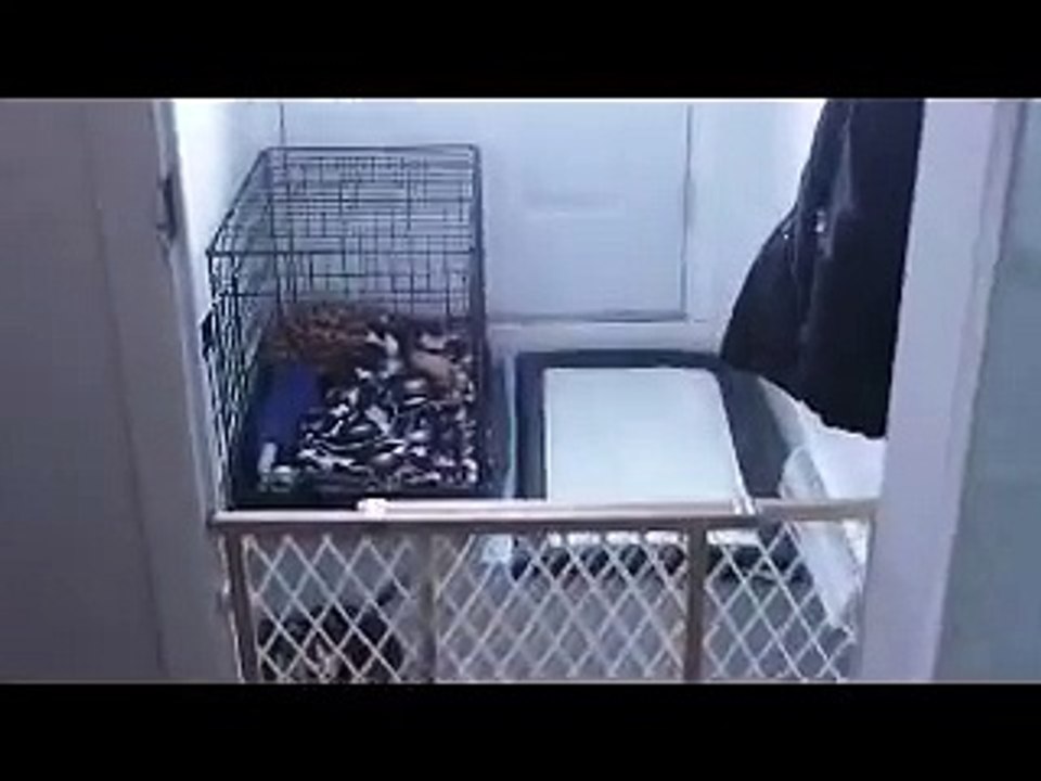 Pixie crate rest therapy  method 14 days