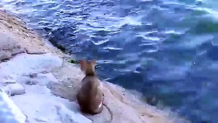 The Street cat catch fish from sea