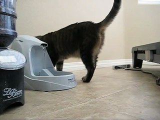 Классное приспособление для кота