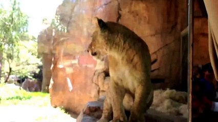 San Diego Zoo Safari Park - Encounter with Lion