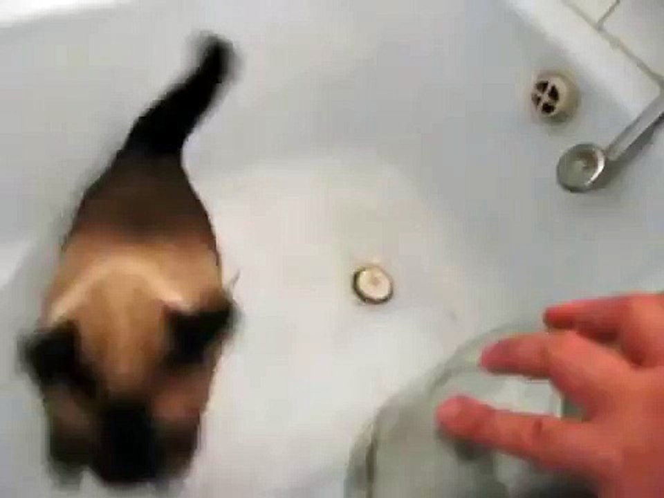 Кот и мышь бегают по ванне_Cat vs mouse