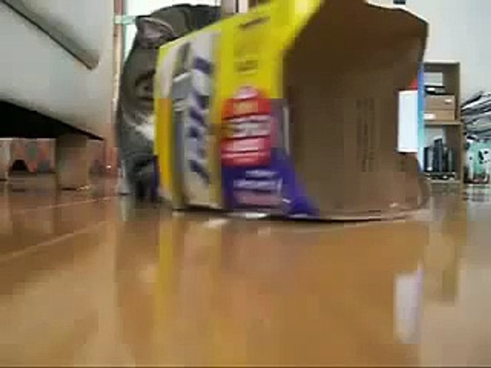 Кот Мару шарится по коробкам