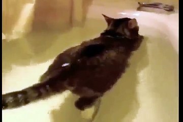 Кот обожает купаться. Классный прикол про кота