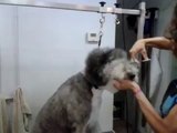 perro en peluqueria canina