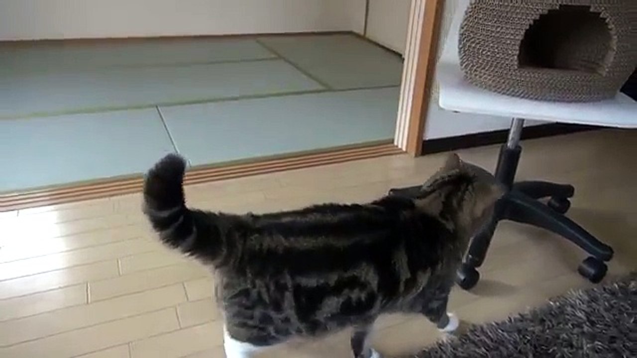 Кот толстяк неуклюже залезает в свой домик