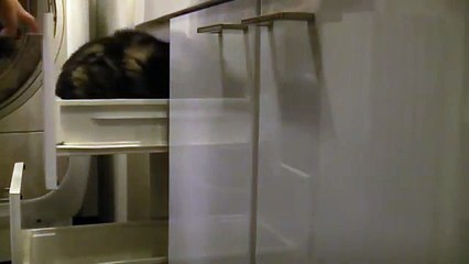 Кот фокусник