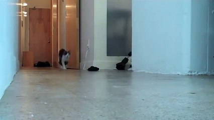 Классная видео нарезка про прикольного кота