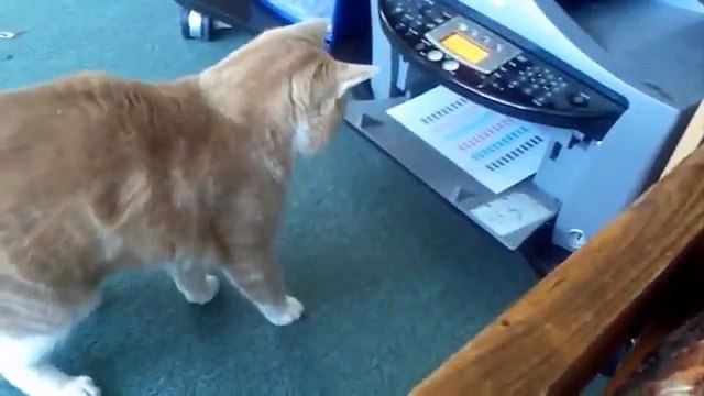 Классная подборка приколов про котов_Funny Cats