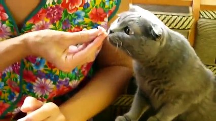 Британский вислоухий котик выпрашивает кусок мяса!