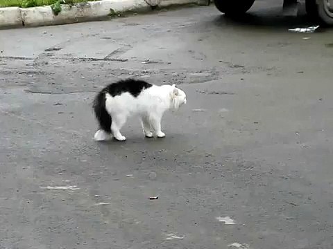 Два кота посрались по полной, кошачий замес