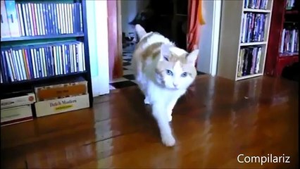 Здоровающиеся коты 'Hello' Cats Compilation