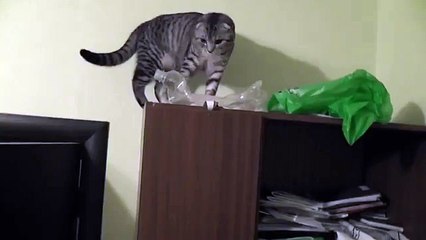 Кот упал со шкафа_Spider Cat