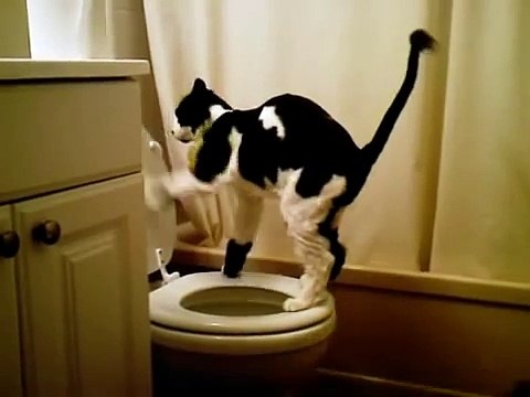 Кот с умным видом ходит на унитаз